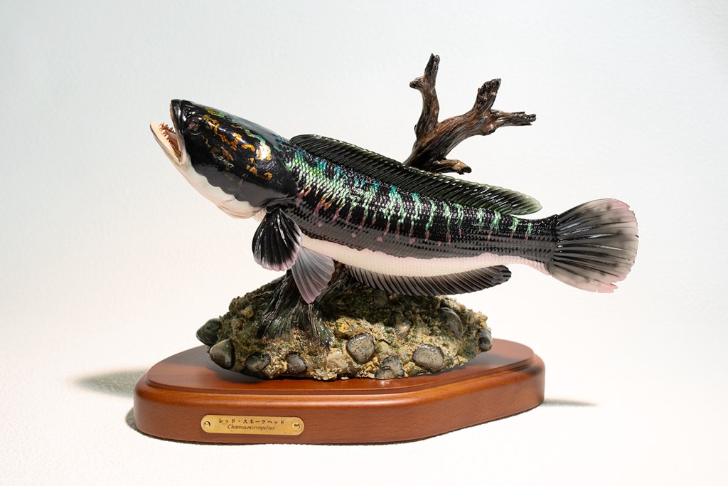 GIANT SNAKEHEAD -TOMAN
