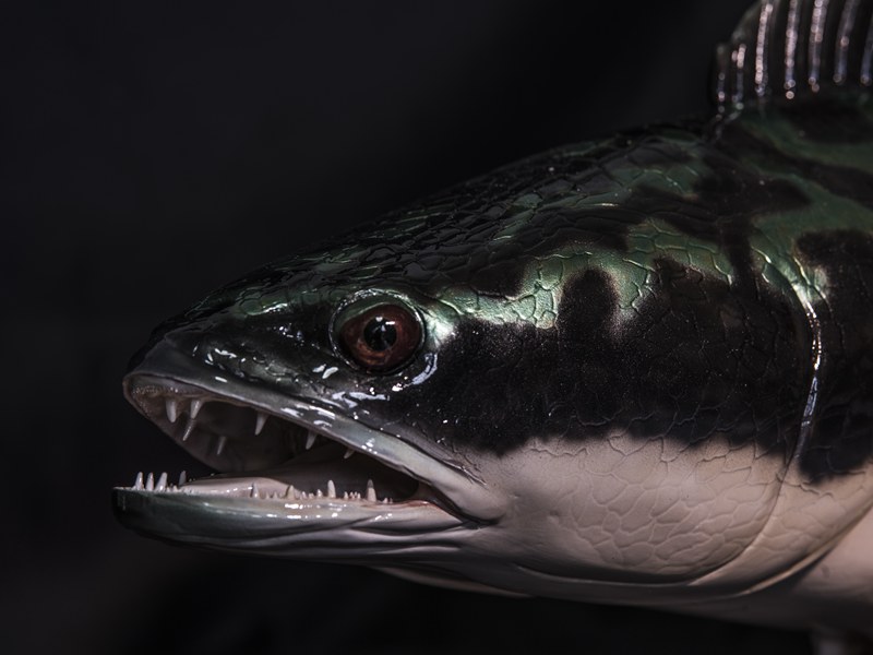 GIANT SNAKEHEAD-TOMAN 壁掛版
