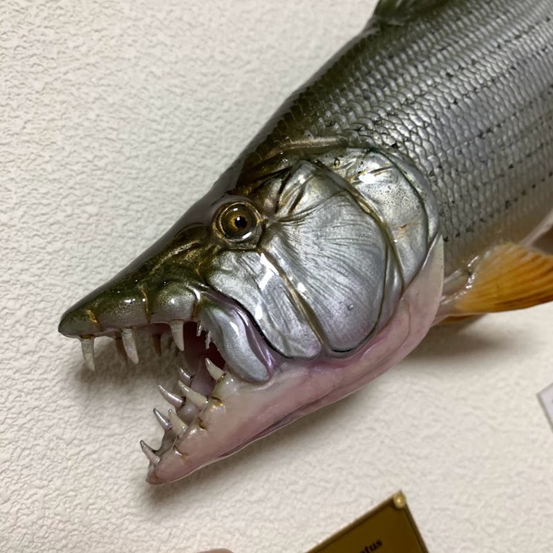 VITTATUS TIGER FISH “維塔圖斯虎魚”