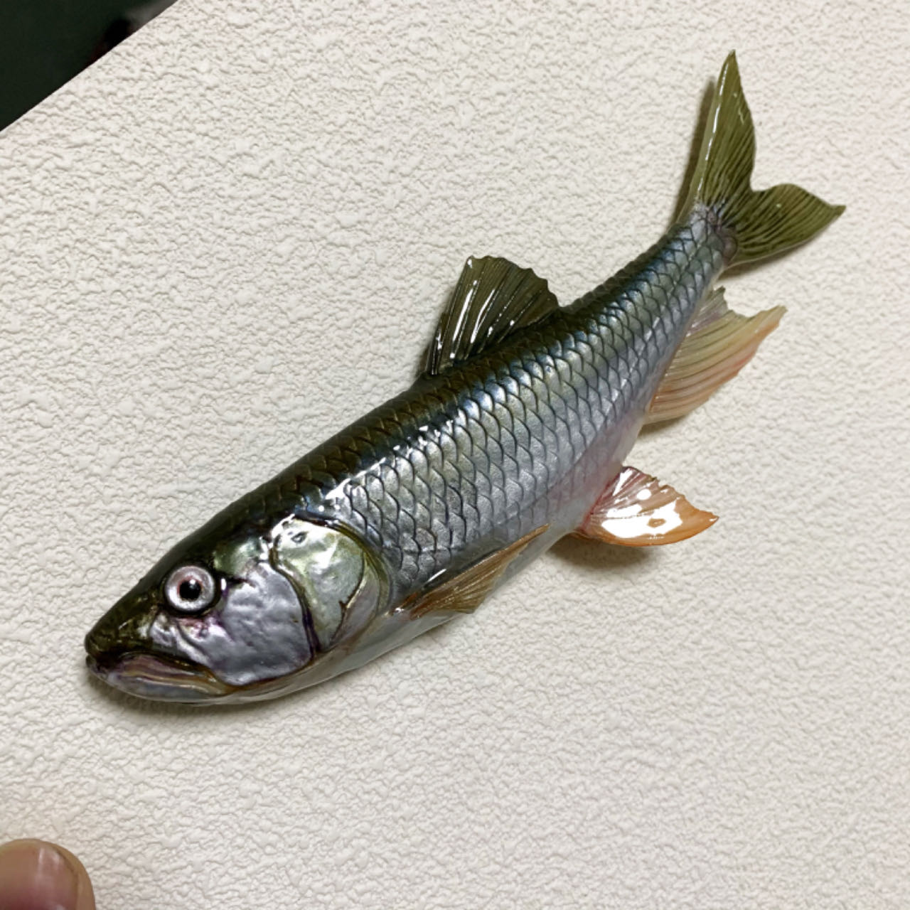 馬口魚陳列櫃