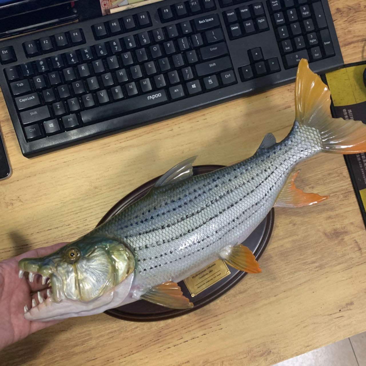維塔圖斯虎魚原型