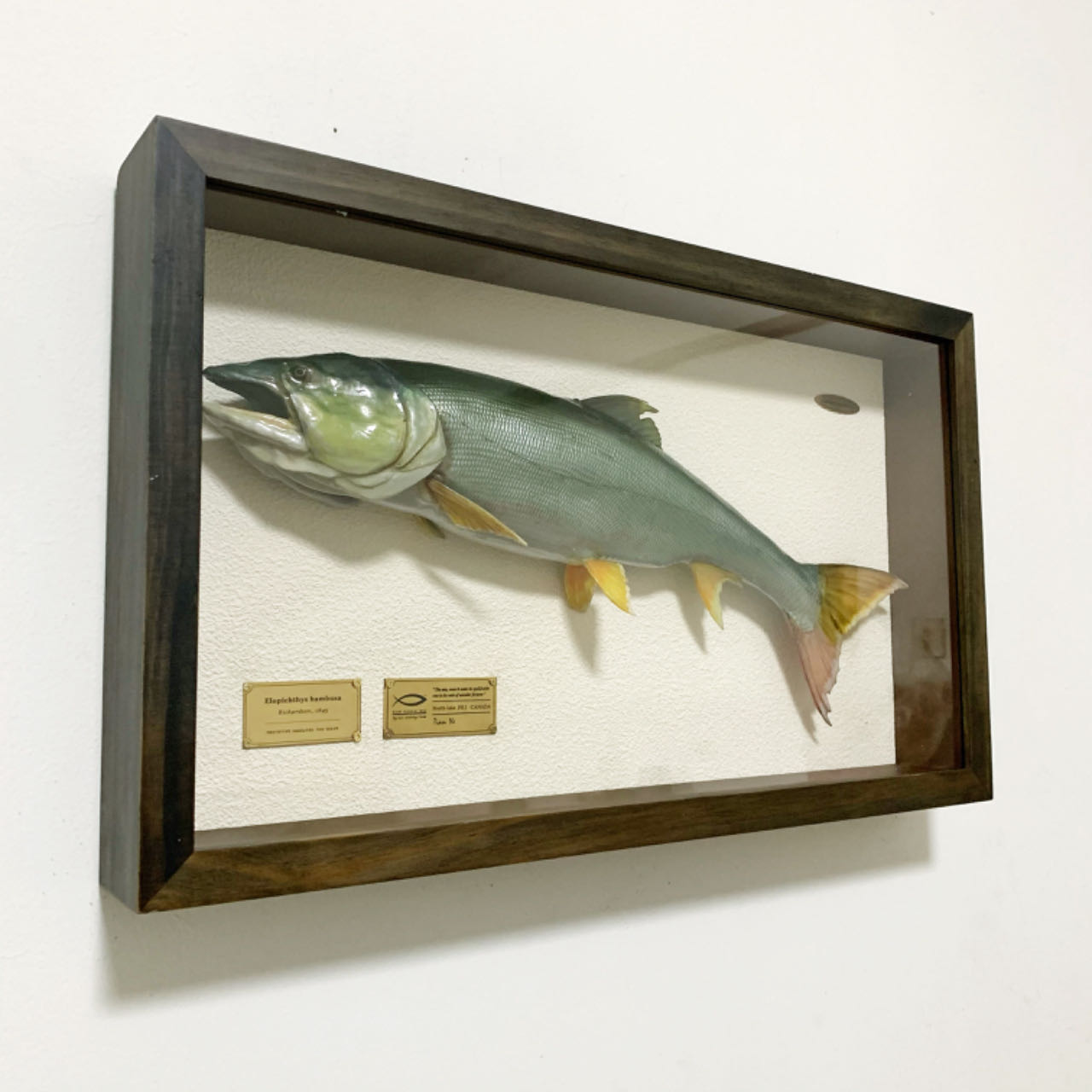 加拿大華人釣魚俱樂部定制鱤魚模型